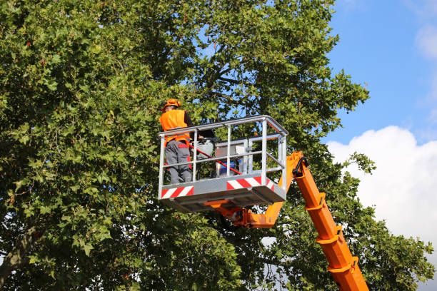  Hayden, AL Tree Services Pros