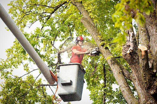 Best Tree Disease Treatment  in Hayden, AL