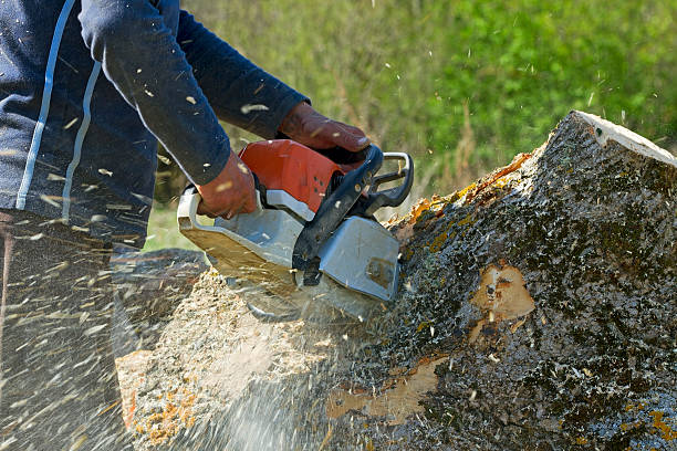 Best Weed Control  in Hayden, AL