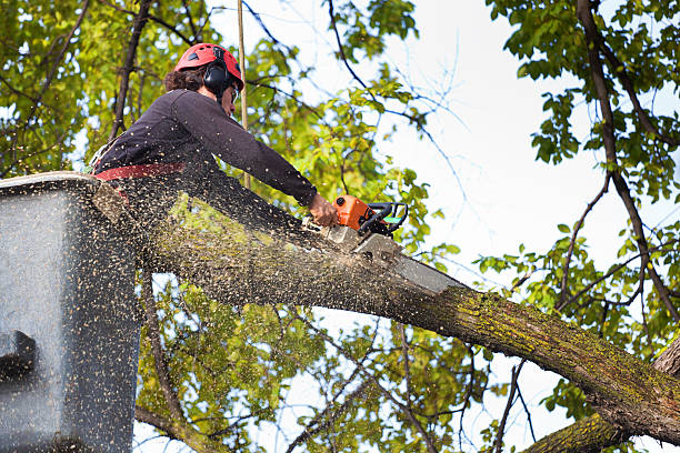 How Our Tree Care Process Works  in Hayden, AL